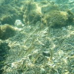 Fish life under Isola beach
